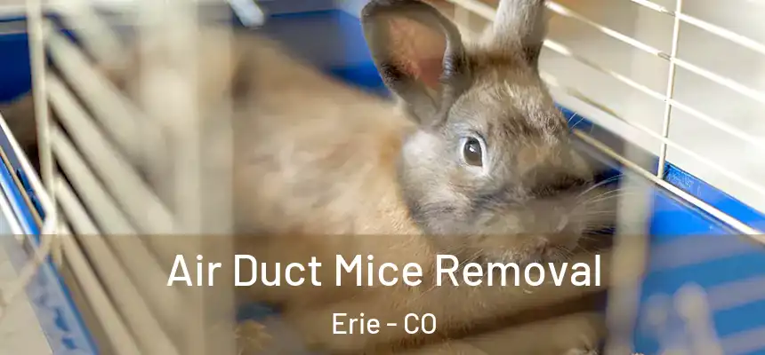  Air Duct Mice Removal Erie - CO