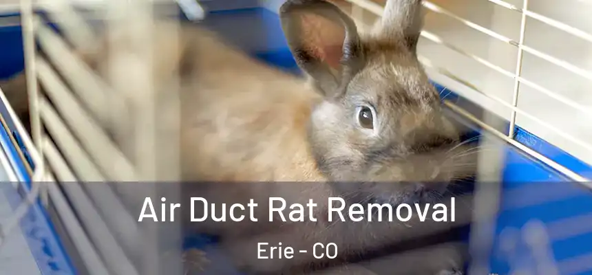 Air Duct Rat Removal Erie - CO